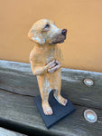Gul hund