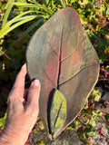 Rababrafat R01